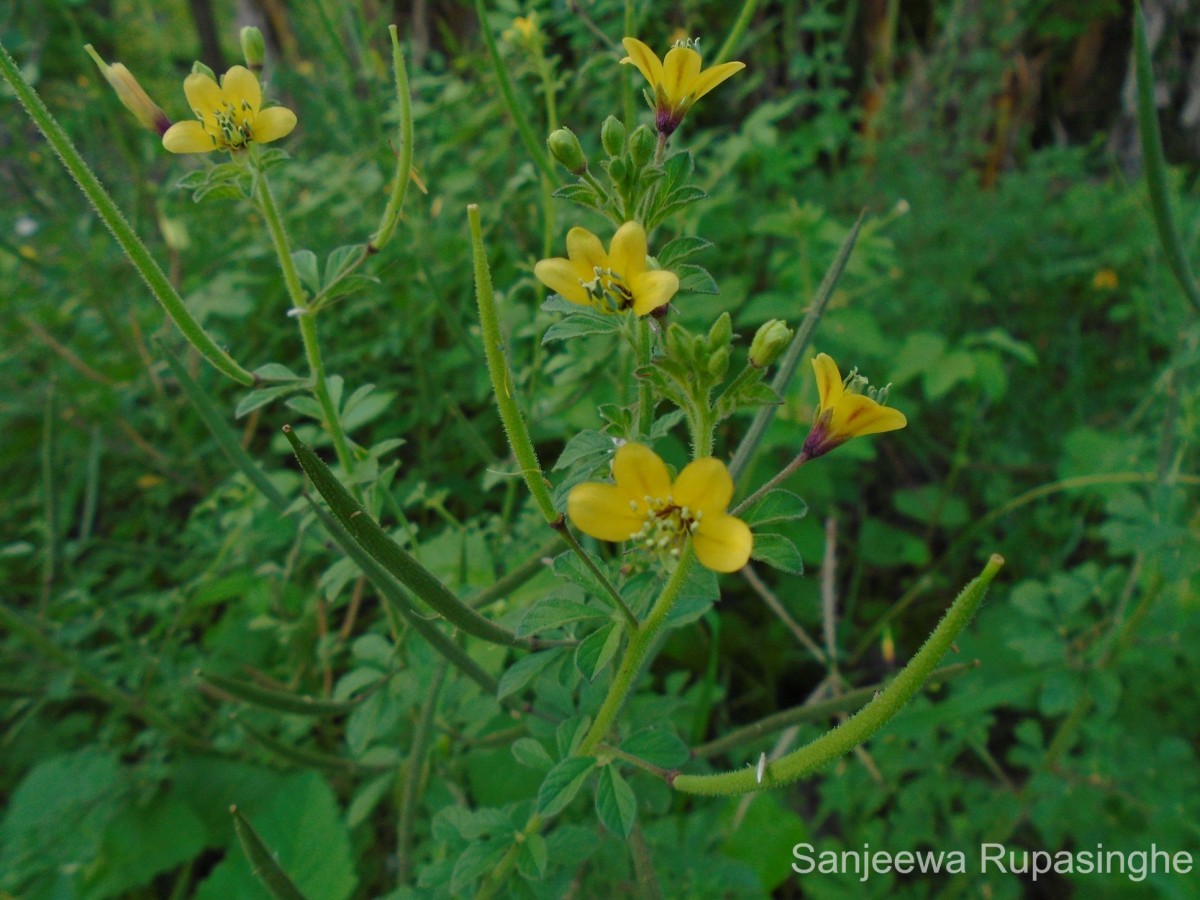 Cleome viscosa L.